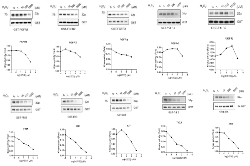 Tyrosine kinase들의 H2O2 농도에 따른 활성변화. 각 효소들은 GST fusion protein 으로 insect 세포에서 발현 정제되어 동량으로 in vitro kinase assay에 사용되었음. kinase들의 autophosphorylation 은 32P-ATP를 사용하여 동위원소로 표지되어 autoradiography (Upper panel) 를 통해 측정되었으며 반응에 사용한 효소의 양은 anti-GST antibody를 사용한 immunoblotting (Lower panel)으로 확인되었음. 그래프는 kinase의 인산화 정도를 정량적으로 보여주고 있음