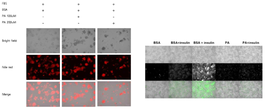 CAS9-HepG2 세포주를 이용한 in vitro 지방축적(좌) 및 포도당 흡수(우) 분석법 구축 결과