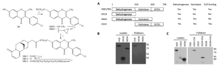 Hsd17b4 inhibitor 화학물 구조식 및 결합 분석 결과
