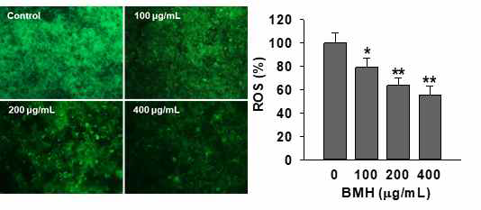 세포내 활성산소종 생성 억제 효과