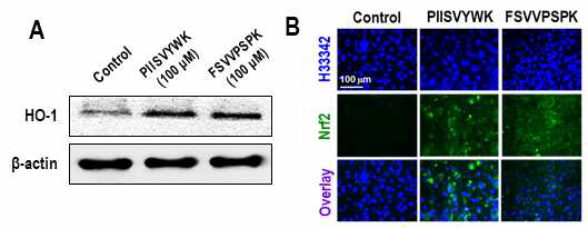 HO-1 발현 및 Nrf2 핵 이동에 미치는 영향