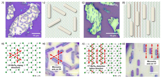 (가,나) 2H-MoTe2 위에 정렬된 시안화은 (AgCN) 와이어의 광학현미경 이미지 및 모식도. (다,라) 1T’-MoTe2 위에 정렬된 시안화은 와이어의 광학현미경 이미지 및 모식도. (마,바) 2H-MoTe2의 원자단위 모식도와 hexagonal MoTe2 위에 정렬된 시안화은의 확대 광 학현미경 이미지. (사,아) 1T’-MoTe2의 원자단위 모식도와 MoTe2 위에 정렬된 시안화은의 확대 광학현미경 이미지