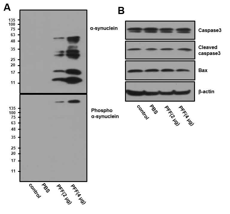 α-synuclein PFF 모델 구축