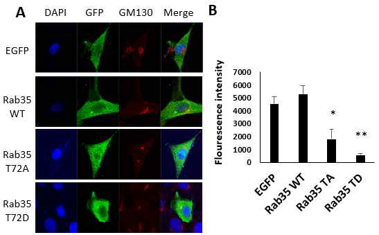 Rab35 인산화에 의한 골지체 구조 변화 분석