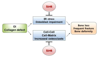 OI에서 Sirt6의 치료적 가능성
