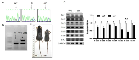 OI mice의 확인 및 Sirt6와의 관련성
