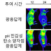 CT-26 종양 모델에 pH 민감성 sp2 나노 구조체- 광응답제가 암 조직에 축적