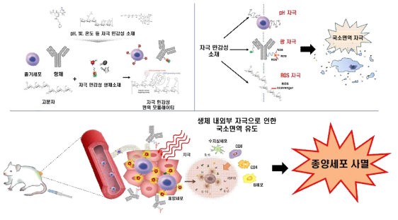 연구 최종목표 모식도. 다양한 자극 민감성 면역 모듈레이터를 제작하고 암 부위에 선택적으로 전달을 가능하게 함. 생체 내‧외부 자극에 의해 면역 모듈레이터가 활성을 나타내고 이로 인한 국소 면역이 활성화됨. 활성화된 면역 반응으로 효과적인 항암 면역치료를 수행함