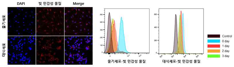 줄기세포 및 대식세포 표면에 수식된 빛 민감성 물질을 공초점 형광현미경과 유세포 분석기를 통해 평가