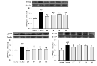 NADPH oxidase 발현량 분석