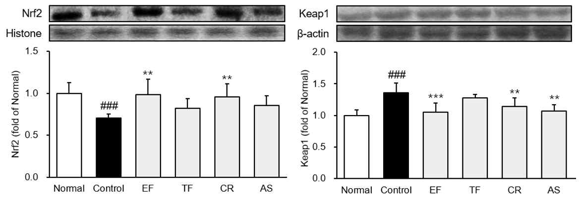 항산화 단백질 Nrf2-keap1 발현량 분석