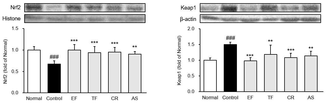 항산화 단백질 Nrf2-keap1 발현량 분석