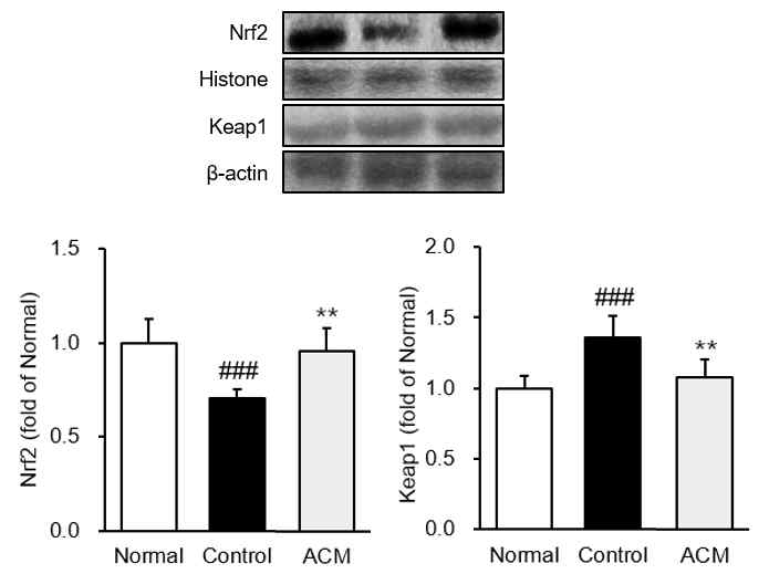 항산화 단백질 Nrf2-keap1 발현량 분석