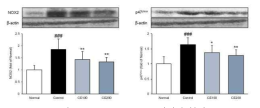 NADPH oxidase 발현량 분석