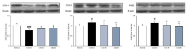 Arachidonicacid 관련 단백질 발현량 분석