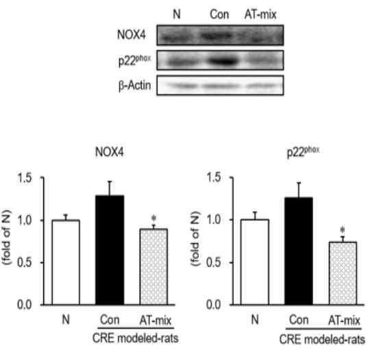 식도 조직 내 NADPH oxidase 분석