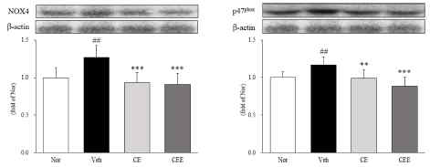 식도 조직 내 NADPH oxidase 분석