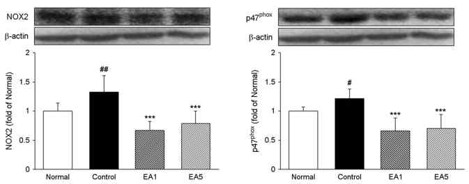 식도 조직 내 NADPH oxidase 분석