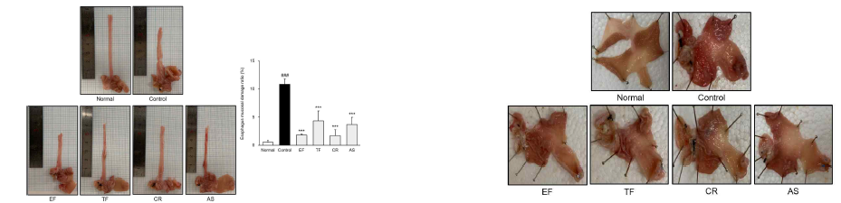 유효 단미 한의약물의 식도 점막 손상도 및 육안적 관찰