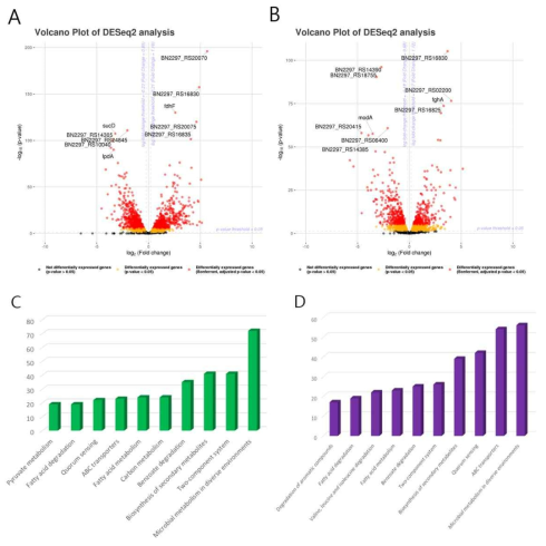 the volcano plot of transcript expression profiles when the cells cultured under 4MBA (A) and FA (B) as a sole carbon source. DEGs involving in KEGG pathway under 4MBA (C) and FA (D)