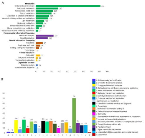 Gene functional annotation of the C. testosteroni P19 genome in the KEGG (A) and COG (B) databases. The COG functional annotations were divided into 22 categories. The KEGG orthologues were categorized into five major categories: metabolism (green), environmental information processing (purple), genetic information processing (brown), cellular processes (yellow), and organismal systems (blue)