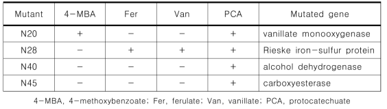 Phenotype of mutant strains and identification of corresponding knock-out genes in P19 strain