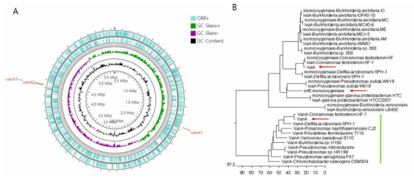 (A) Circular map for the whole genome of C. testosteroni P19. From the outside to the inner: the location of vanA gene on the genome. ORFs on forward and reverse strand, GC skew +, GC skew-, GC Content, genome sequence coordinates. (B) phylogenetic tree of vanA genes