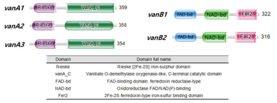 the position of Classificated domain in protein sequence of vanA and vanB genes from C. testosteroni P19