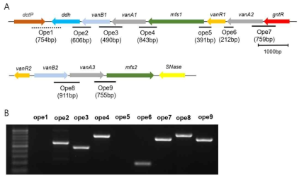 Physical maps of van gene regions in C. testosteroni strain P19. The bars below the map represent the location and size of the PCR extension region to define the operonic structure, and ope1 was used to verify gDNA contamination. The products for genes are described in Table 4