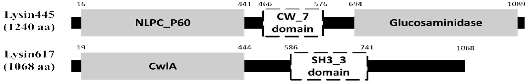 Lysin445 및 Lysin617의 CDD 분석