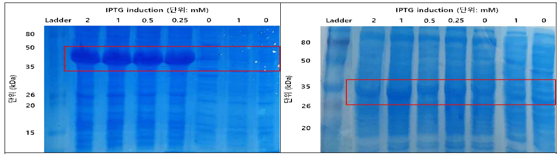 SDS-PAGE를 통한 IPTG 농도 별 단백질의 과발현 확인 (좌: Lysin445, 우: Lysin617)