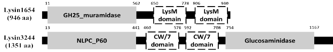 Lysin1654 및 Lysin3244의 CDD 분석