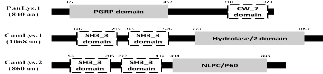 Lysin1654 및 Lysin3244의 CDD 분석