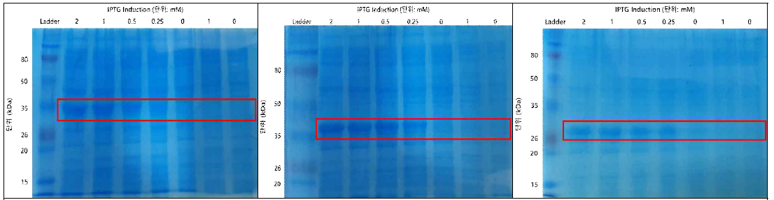 SDS-PAGE를 통한 IPTG 농도 별 단백질의 과발현 확인 (좌: PanLys.1, 중간: CamLys.1, 우: CamLys.2)