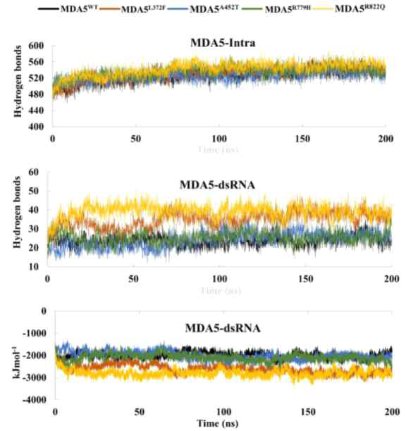 MDA5 유전자의 변이별 단백질의 결합 테스트