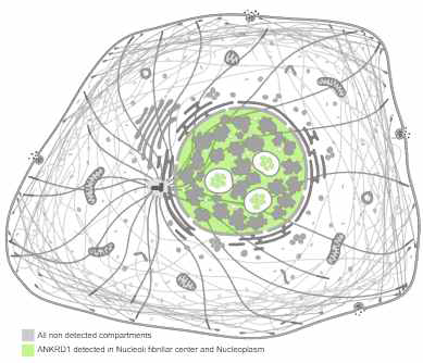 ANKRD1의 세포내 발현 위치
