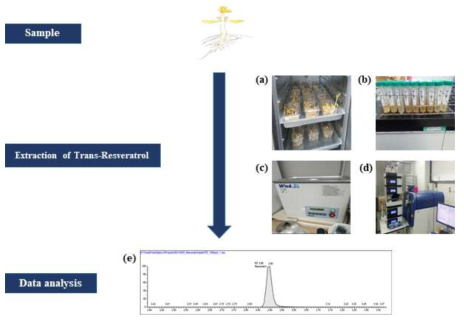 Trans-Resveratrol 추출 단계. (a) 열풍 건조, 50°C 20시간; (b) 1g을 80% 메탄올 20ml 혼합 과정; (c) 소니케이션 균질화 과정(1시간); (d) 고해상도 LC/MSMS 분석; (e) 함량 데이터 분석