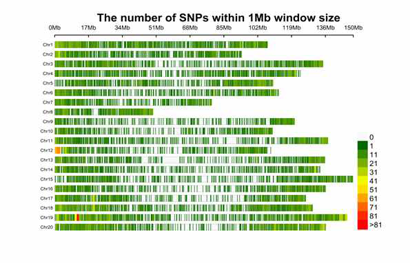 GWAS에 사용된 SNP마커들의 염색체상 분포