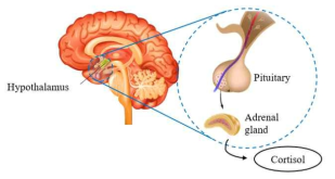 HPA axis