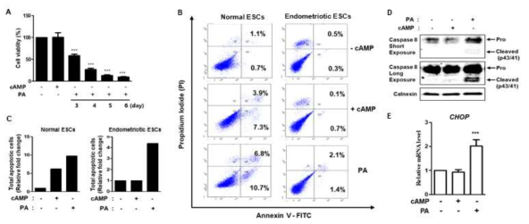 자궁내막증 치료를 위한 PA 매개 세포사 기전 규명. A. PA 처리에 의한 정상 자궁내막기질세포의 세포사 확인, B. C. 정상 자궁내막기질세포와 자궁내막증 기질세포를 cAMP와 PA로 6일 동안 Decidua 분화시킨 후 세포 사멸 효과 확인, D. E. PA에 의한 자궁내막증 기질세포의 세포사 관련 인자 스크리닝