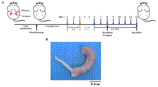 A. Pseudopregnant mouse model의 제작. B, Artificial decidualization의 positive control인 sesame oil을 투여해 decidualization을 유도하여 protocol을 검증하고 확립하였음