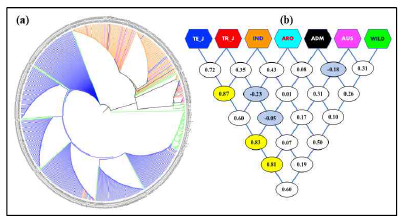 SBE1 gene genealogy 분석에서 나타난 대립유전자들의 아종편향성