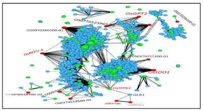 285점의 벼 유숙기종자 전사체의 공동 발현 네트워크상에 나타난 미질연관 새로운 유전자들