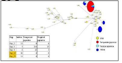 핵심집단 475점 대상, BADH1 유전자의 haplotype network 분석. 인디카, 자포니카 특이적으로 haplotype이 localized된 것을 확인