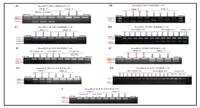 대립유전자 특이적 SNP 유전형 분석을 위한 테트라 프라이머 ARMS-PCR 검출