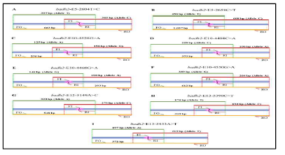 육종가가 쉽게 사용 가능한 대립유전자 특이적 SNP 유전형 분석을 위한 테트라 프라이머 ARMS-PCR