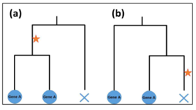 계통수 구조에 따라 유전자의 기원이 다르게 설명될 수 있음. (a) 별표에서 유전자 생성 (b) 별표에서 유전자 소멸