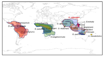 Oryza genus 의 분포 (Wild Rice Taxonomy)