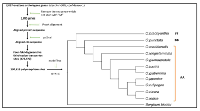 12종의 처리 과정과 orthologs 기반 phylogenetic tree