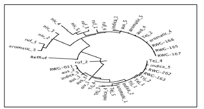 CP genome phylogenetic tree